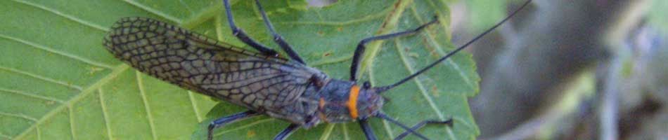 Providing the best fly fishing guide service in New Mexico.